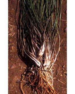 Cryptocoryne Sivadasanii/ Needle leaf Cryptocoryne (Single plant)